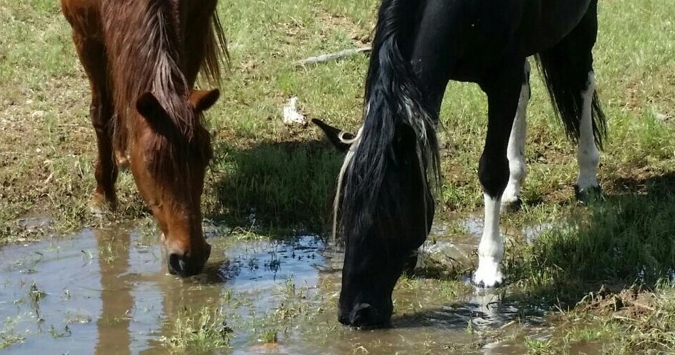 Horses in mud