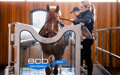 The Risks of Aquatread Devices in Equine Rehabilitation