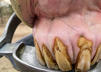 Everything You Ever Wanted to Know About Equine Dentistry