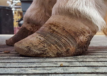 Preventing Disease Spread: Don’t Forget About Farriers