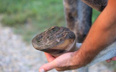 Balance Pads in Equine Rehabilitation: A Versatile Tool