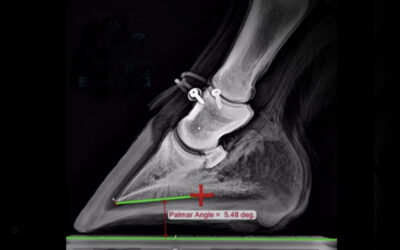 Penetrating Hoof Injuries: A Serious Threat