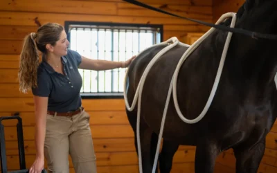 The Limitations of PEMF Therapy for Equine Musculoskeletal Injuries