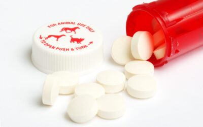 The Appropriate Use of Antibiotics in Equine Respiratory Disease