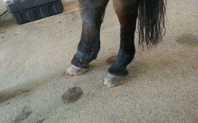 Limb Cellulitis in Horses: A Serious Infection