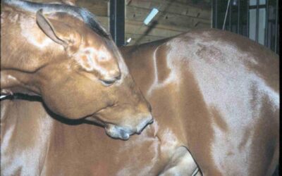 Colic Prevention: Keeping Your Horse Healthy